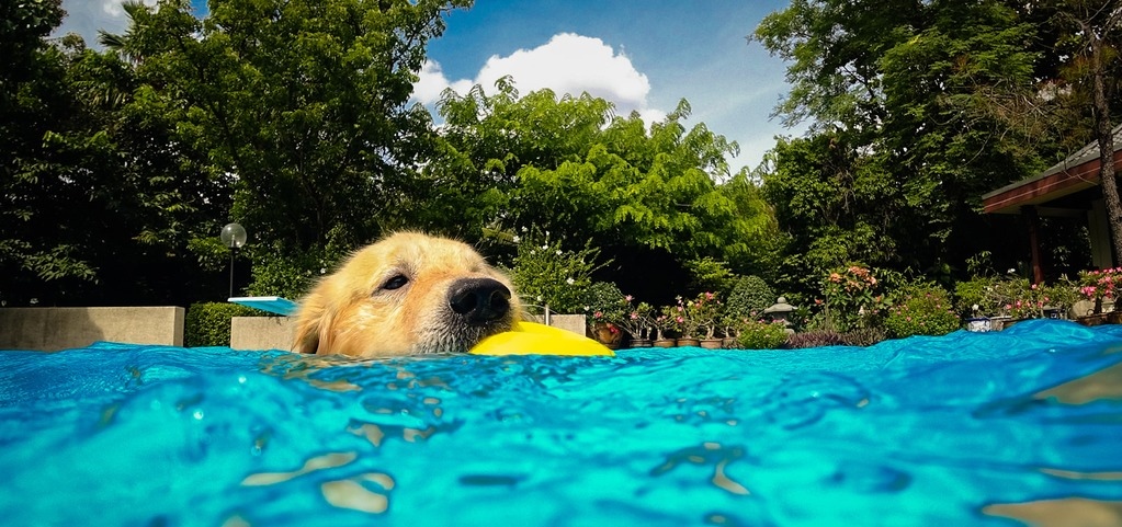 Achtung! – hier planscht der Hund