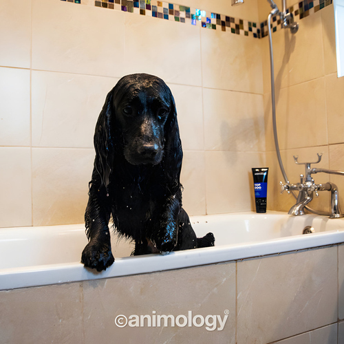 weitere Abbildung Animology Hundeconditioner Top Dog 250 ml