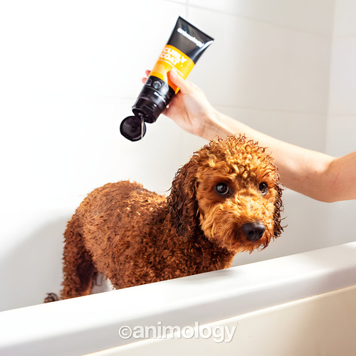 weitere Abbildung Animology Hundeshampoo Curly Coat 250 ml