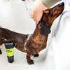 Animology Hundeshampoo Deep Clean Intensive 250 ml Abbildung 4