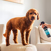 Animology Welpen Körperspray Fresh Deodorising Puppy Spray 250 ml Abbildung 2