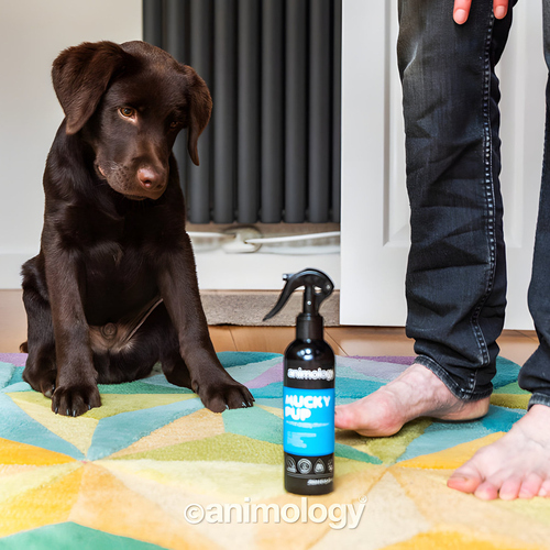 weitere Abbildung Animology Welpenshampoo Mucky Pup No Rinse 250 ml