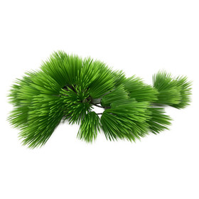 Abbildung Aqua Della Aquarium Dekoration Eleocharis grn