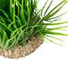 Aqua Della Helanthium grün für Aquarien Abbildung 4