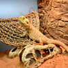 Aqua Della Reptilien Seegras Hängematte dreieckig beige Abbildung 3