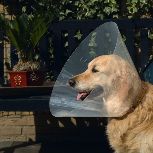 Beeztees Hundekragen Kunststoff, Maße: 22 - 25 x 10 cm