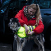 Beeztees Hundemantel Teddie, reflektierend gelb Abbildung 4