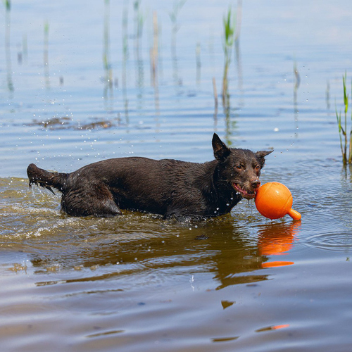 weitere Abbildung Beeztees Hundespielzeug Apportino Ball orange