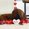 Beeztees Hundespielzeug Baumwollliebe aus Plüsch rot/weiß Abbildung 3