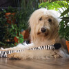 Beeztees Hundespielzeug Dschungel Zebraschwanz aus Plüsch schwarz/weiß Abbildung 3