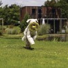 Beeztees Hundespielzeug Fetch Frisbee Tof gelb Abbildung 4