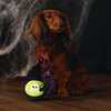 Beeztees Hundespielzeug Halloween Giftflasche Abbildung 2