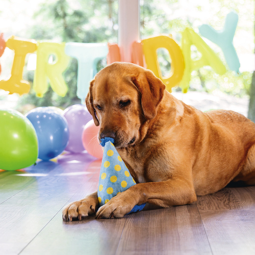 weitere Abbildung Beeztees Hundespielzeug Partyhut blau