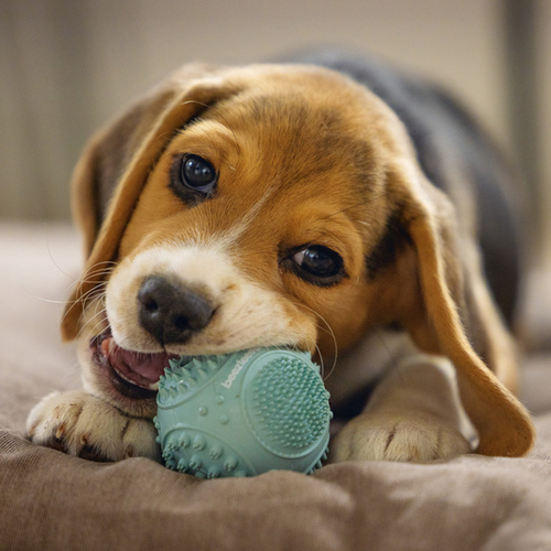 weitere Abbildung Beeztees Hundespielzeug Puppy Dental Ball mint