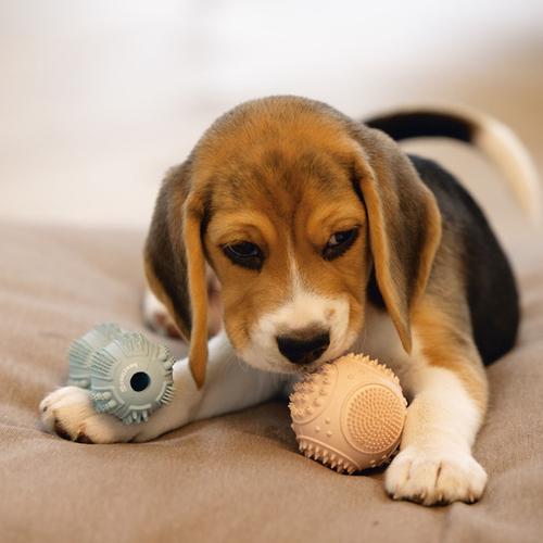 weitere Abbildung Beeztees Hundespielzeug Puppy Dental Hantel rosa