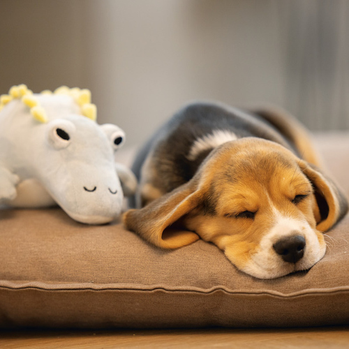 weitere Abbildung Beeztees Hundespielzeug Puppy Dinosaurier Vince mint
