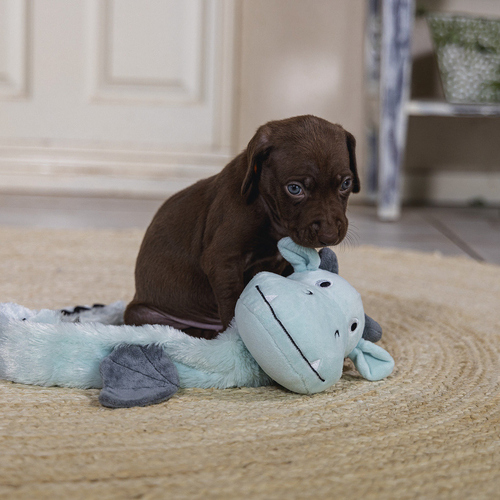 weitere Abbildung Beeztees Hundespielzeug Puppy Flatino Drachen Yi grn