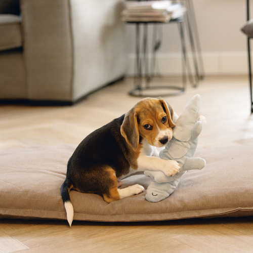 weitere Abbildung Beeztees Hundespielzeug Puppy Krokodil Jake mint