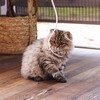 Beeztees Katzenangel Kitten Schweif Sienna Abbildung 4