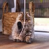 Beeztees Katzenangel Kitten Schweif Sienna Abbildung 5
