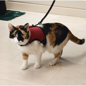 Abbildung Beeztees Katzengeschirr Comfort rot