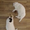 Beeztees Katzenspielzeug Catnip Fisch Sadie aus Plüsch braun Abbildung 5