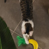 Beeztees Katzenspielzeug Dschungel Banane gelb Abbildung 3