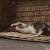 Beeztees Katzenspielzeug Dschungel Baumstamm braun Abbildung 4