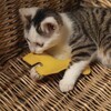 Beeztees Katzenspielzeug Dschungel Cody gelb Abbildung 3