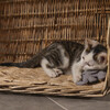 Beeztees Katzenspielzeug Dschungel Noddi grau Abbildung 3
