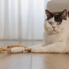 Beeztees Katzenspielzeug ECO Jenna Abbildung 3