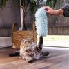 Beeztees Katzenspielzeug Kitten Kicker Hailey aus Plüsch grün Abbildung 4