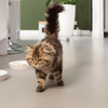 Beeztees Kitten Napf Zina Abbildung 5
