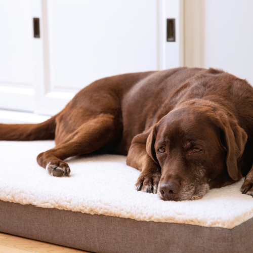 weitere Abbildung Beeztees Memory Foam Liegekissen Zira beige