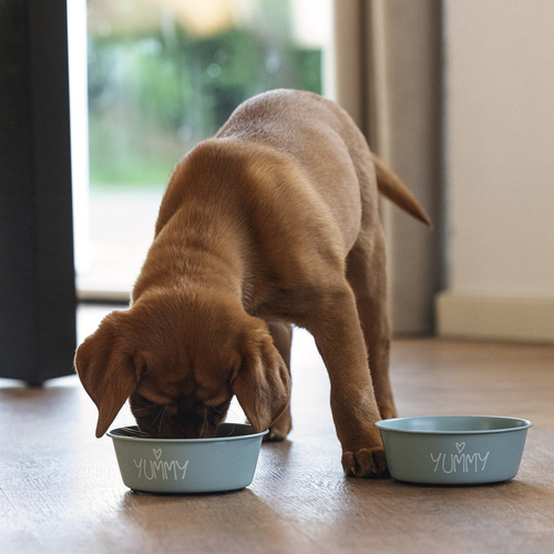 weitere Abbildung Beeztees Puppy Edelstahl-Napf Snoes grn