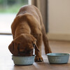 Beeztees Puppy Edelstahl-Napf Snoes grün Abbildung 3