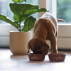 Beeztees Puppy Edelstahl-Napf Snoes terrakotta Abbildung 3