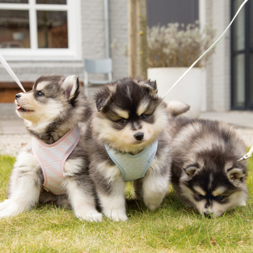 weitere Abbildung Beeztees Puppy Geschirr Filana pink