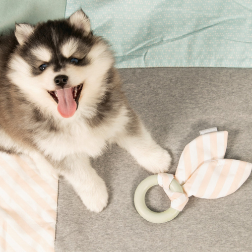 weitere Abbildung Beeztees Puppy Gummispielzeug Kau Ring Tjuwa grau