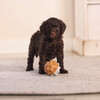 Beeztees Puppy Spielball Denise terrakotta/grau aus Gummi Abbildung 3