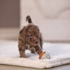 Beeztees Puppy Spielball Denise terrakotta/grau aus Gummi Abbildung 4