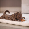 Beeztees Puppy Spielball Denise terrakotta/grau aus Gummi Abbildung 5