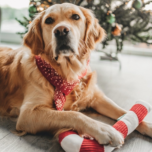 weitere Abbildung Beeztees Weihnachtsspielzeug fr Hunde aus Plsch Zuckerstange wei-rot