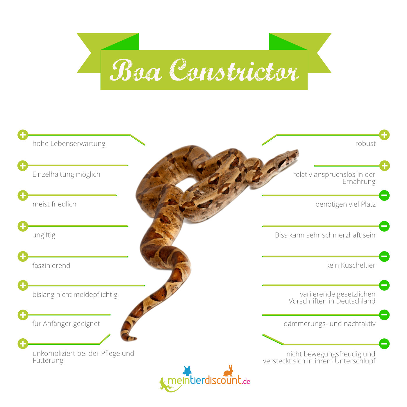 Boa Constrictor