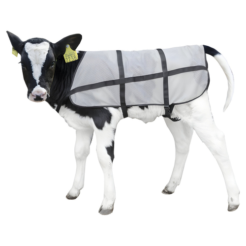 Bodyguard Kalb Sommerdecke