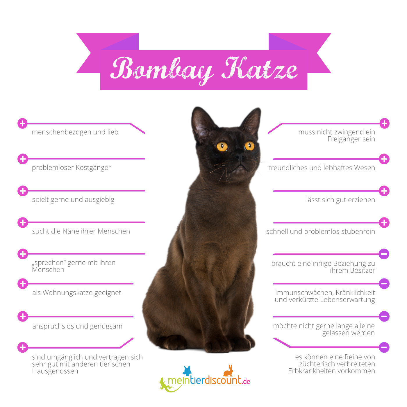 Bombay Katze Kosten