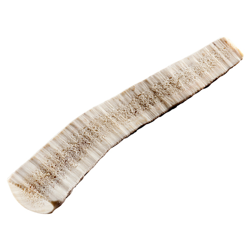 Chewies Rothirsch-Geweihstange S - halbiert