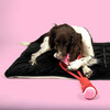 Coockoo Hundespielzeug Ball mit Seilschlaufe Swing Me rot/rosa Abbildung 3