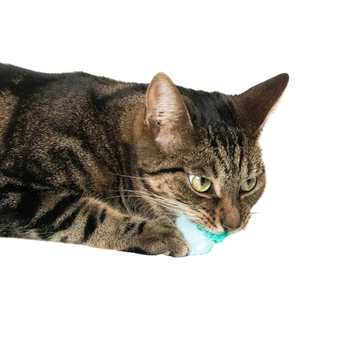 weitere Abbildung Coockoo Katzenspielzeug Teleskopflugstab Tilly Tickle