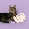 Coockoo Katzenspielzeug Twister beige Abbildung 3